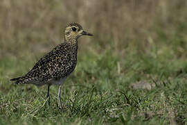 Pacific Golden Plover