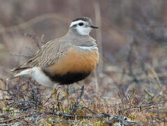 Eurasian Dotterel