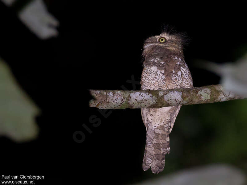 Podarge de Blythadulte, identification