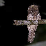 Blyth's Frogmouth