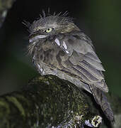 Blyth's Frogmouth