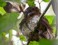 Sri Lanka Frogmouth