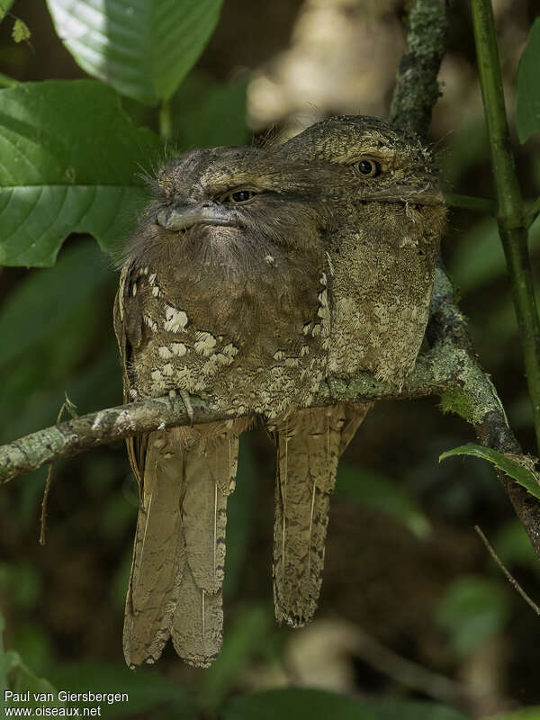 Sri Lanka Frogmouthadult