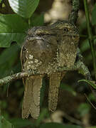 Sri Lanka Frogmouth