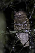 Philippine Frogmouth