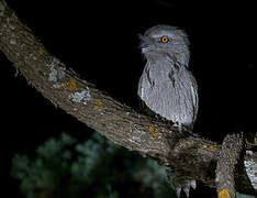 Tawny Frogmouth