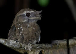 Marbled Frogmouth