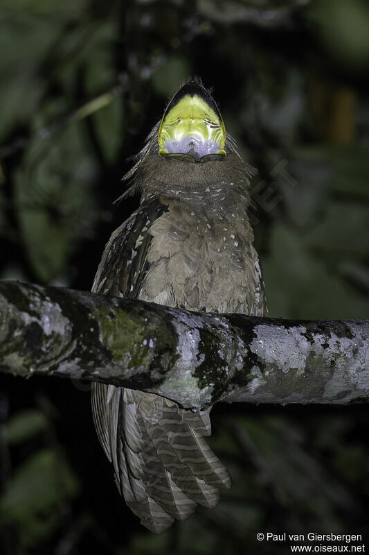 Large Frogmouthadult