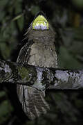 Large Frogmouth