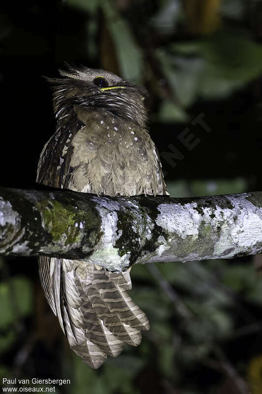 Large Frogmouthadult