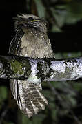 Large Frogmouth