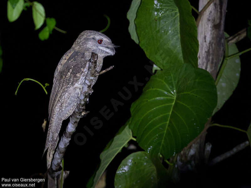 Papuan Frogmouth, identification