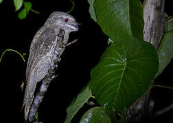 Papuan Frogmouth