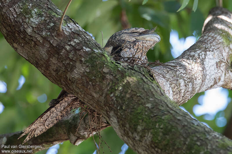 Papuan Frogmouth, Reproduction-nesting