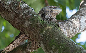 Papuan Frogmouth