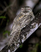 Papuan Frogmouth