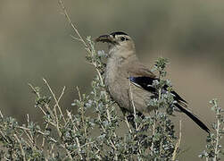 Mongolian Ground Jay