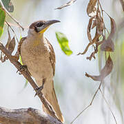 Little Friarbird