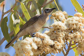 Little Friarbird