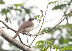 Helmeted Friarbird