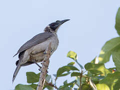 Silver-crowned Friarbird