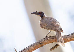 Noisy Friarbird