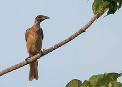 New Guinea Friarbird