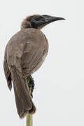 Hornbill Friarbird