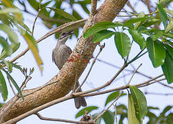 Timor Friarbird