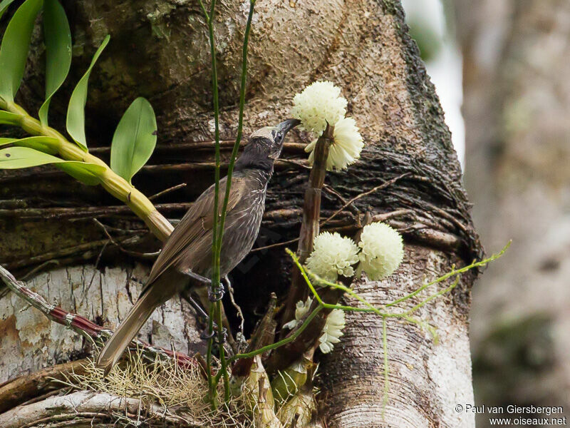 White-streaked Friarbird