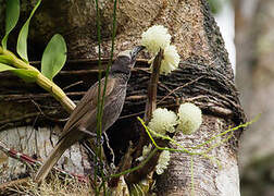 White-streaked Friarbird