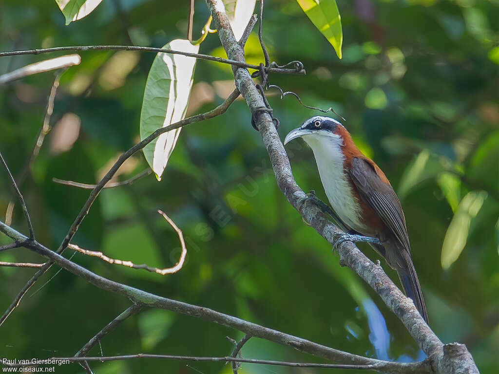 Sunda Scimitar Babbleradult