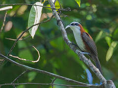 Sunda Scimitar Babbler