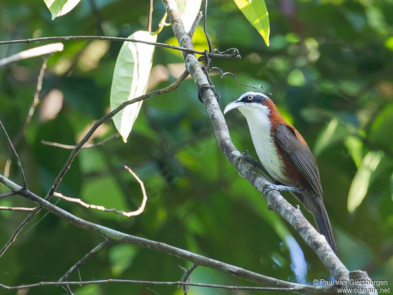 Sunda Scimitar Babbleradult, identification