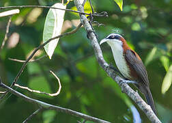 Sunda Scimitar Babbler