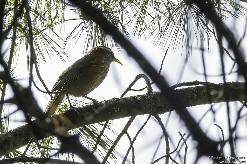 Streak-breasted Scimitar Babbleradult