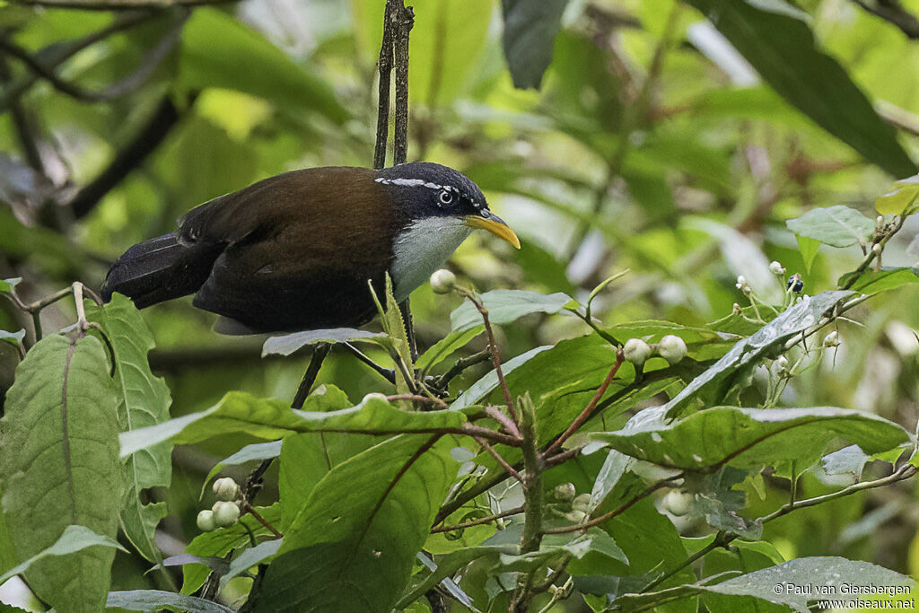 Chestnut-backed Scimitar Babbleradult, identification