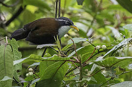 Chestnut-backed Scimitar Babbler