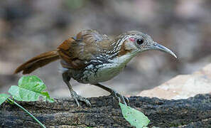 Large Scimitar Babbler