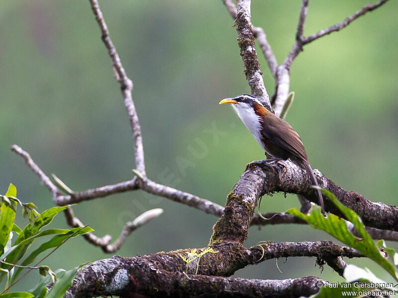 White-browed Scimitar Babbler