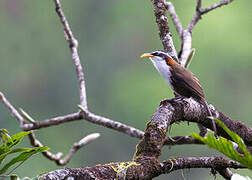 White-browed Scimitar Babbler