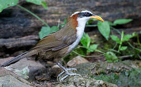 White-browed Scimitar Babbler