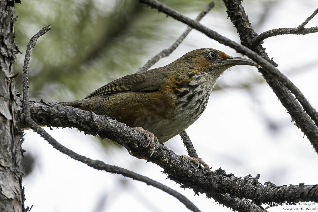 Black-streaked Scimitar Babbleradult