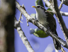 Sri Lanka Scimitar Babbler