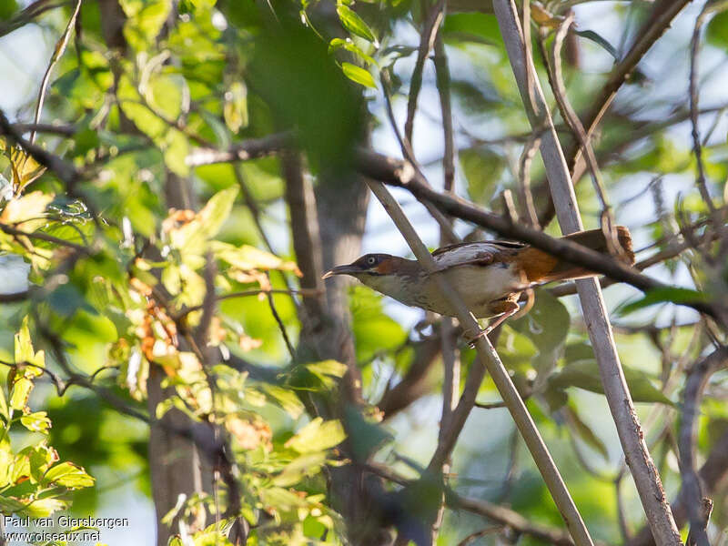 Spot-breasted Scimitar Babbleradult