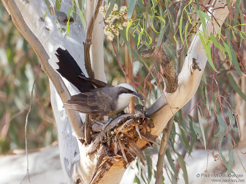 Grey-crowned Babbler