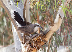 Grey-crowned Babbler