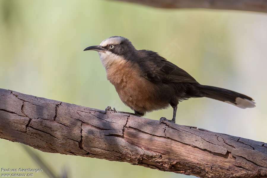 Grey-crowned Babbleradult