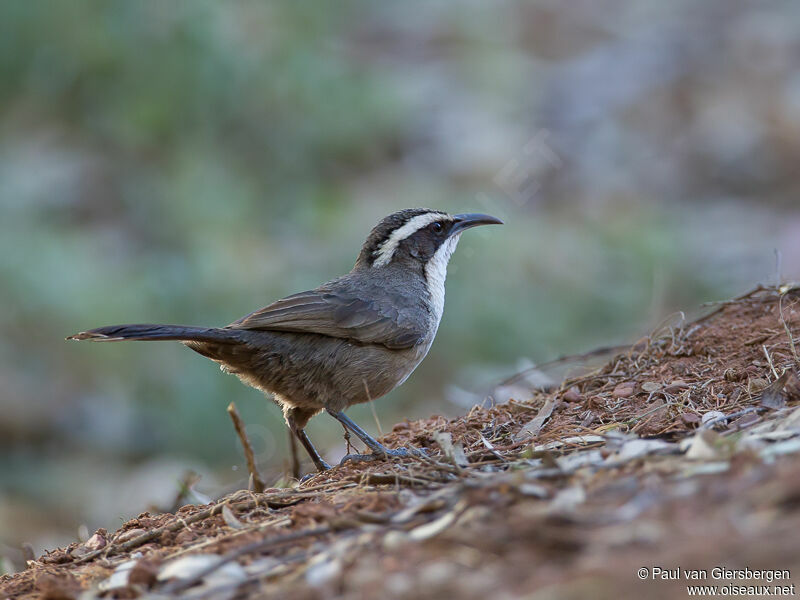 White-browed Babbler