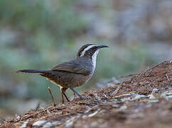 White-browed Babbler